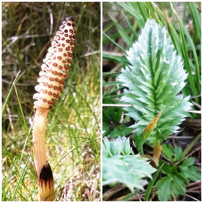 Marsh Horsetail and Silverweed