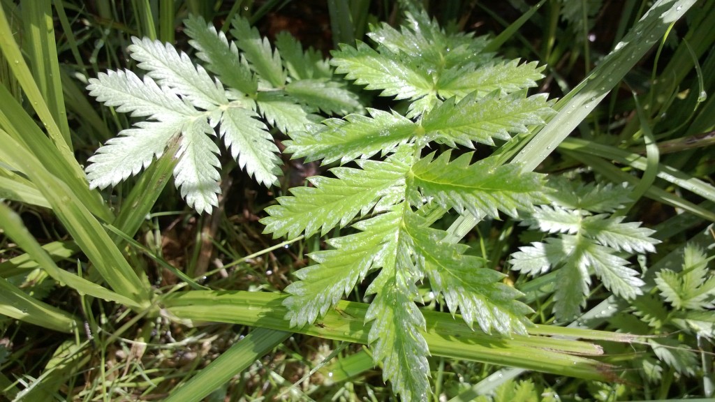 Silverweed - The Seventh Bread