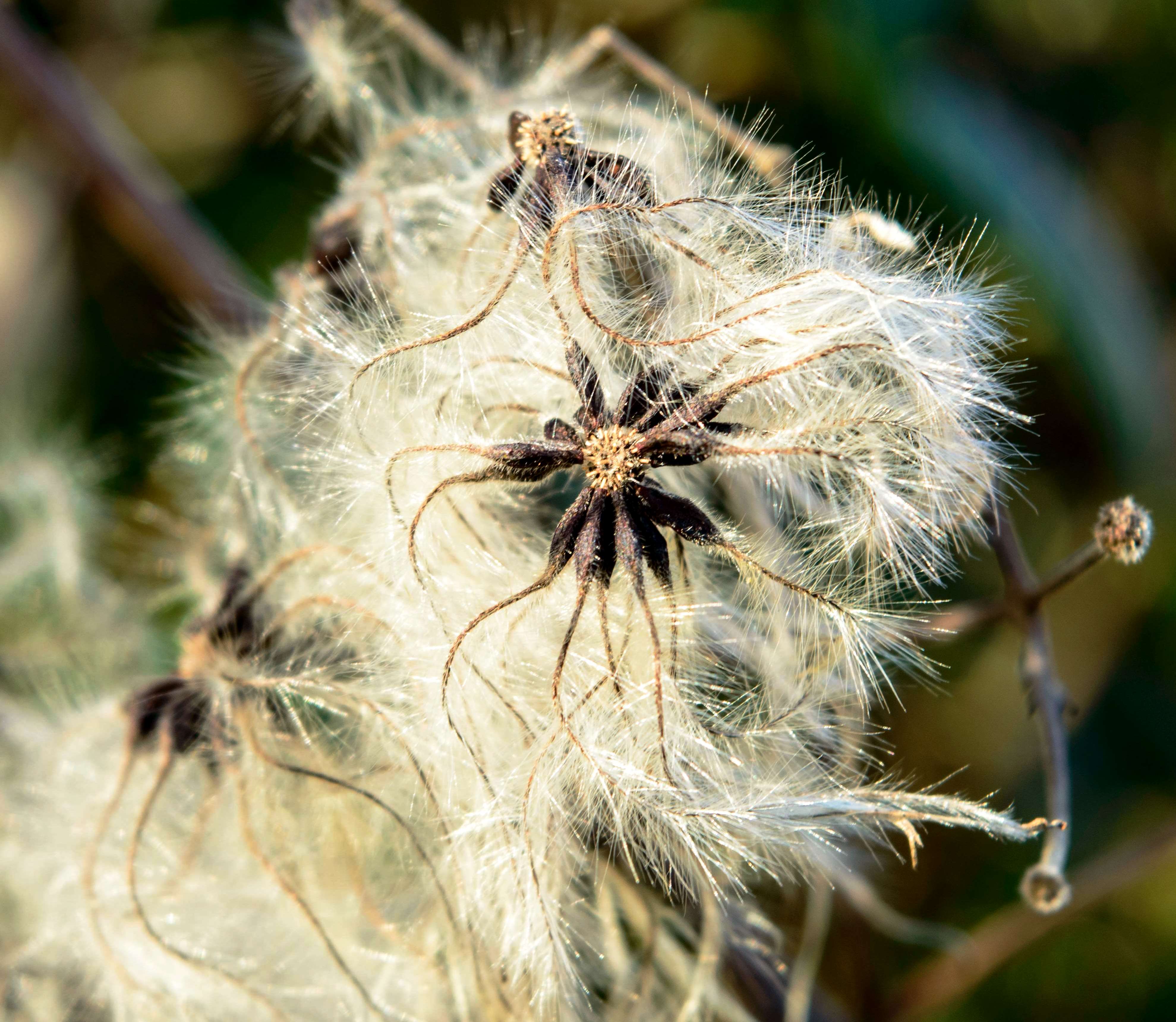 Clematis Seed Head