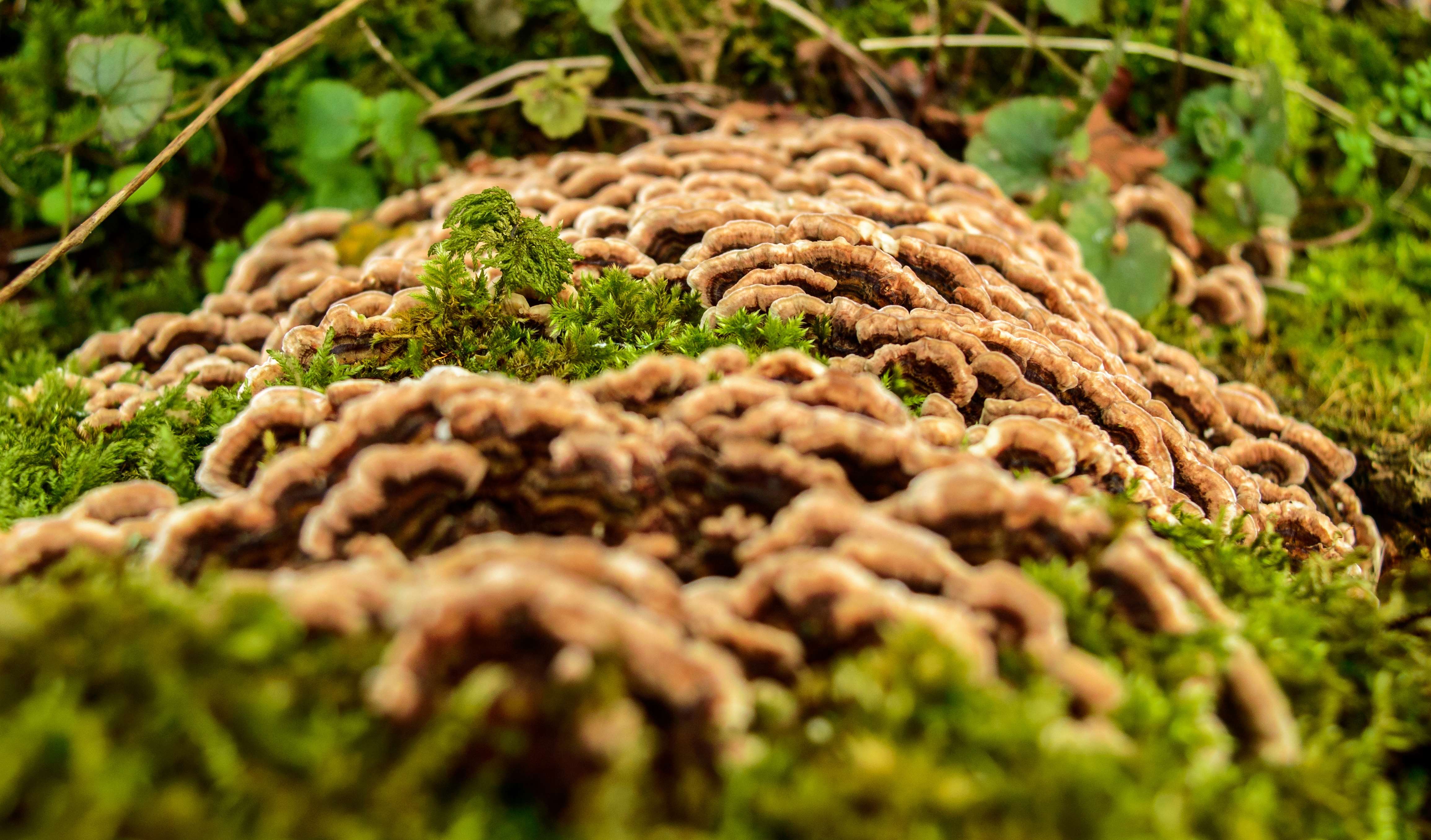 A waterfall of Turkey tail fungus