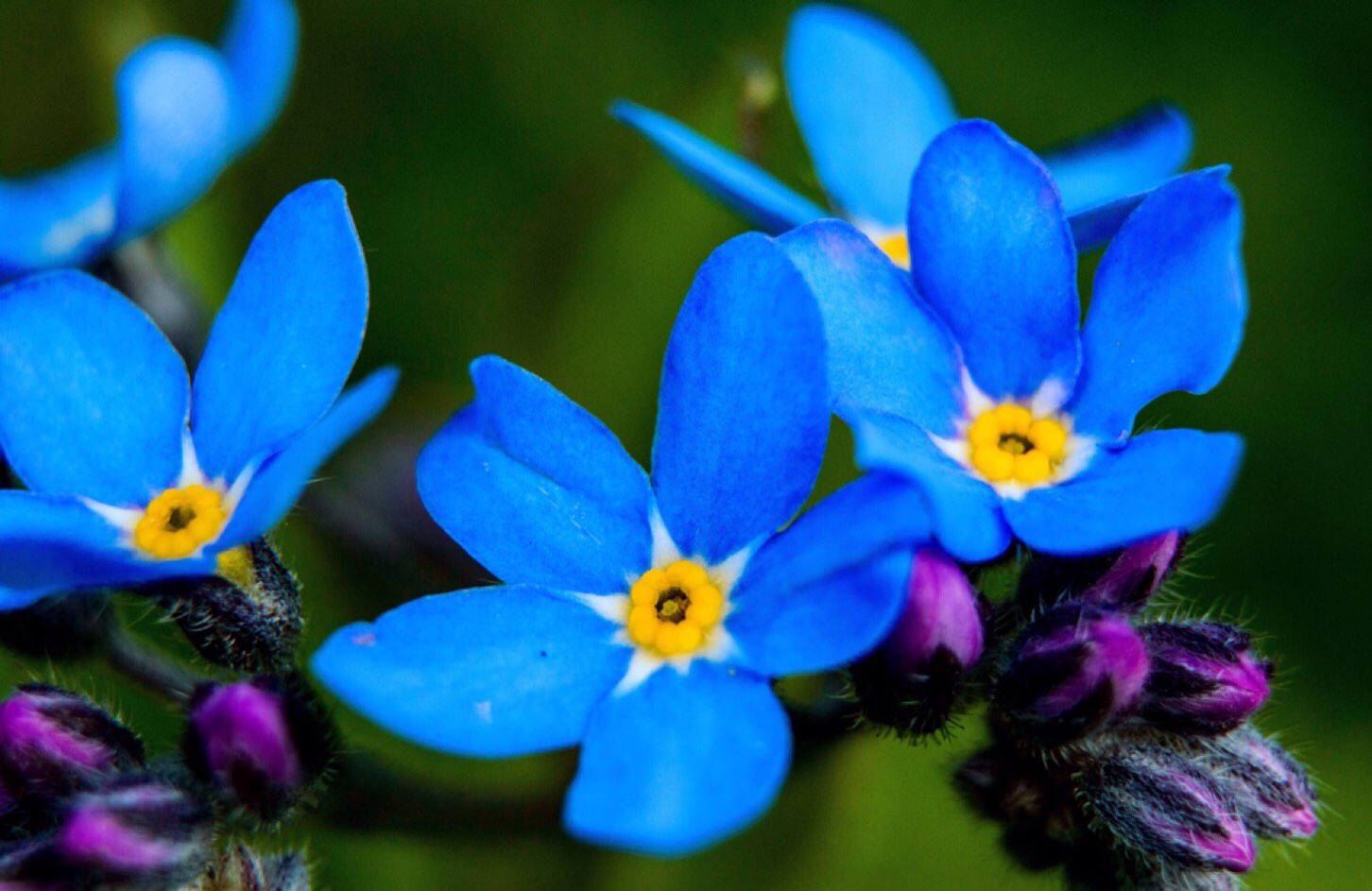 Forget-me-nots