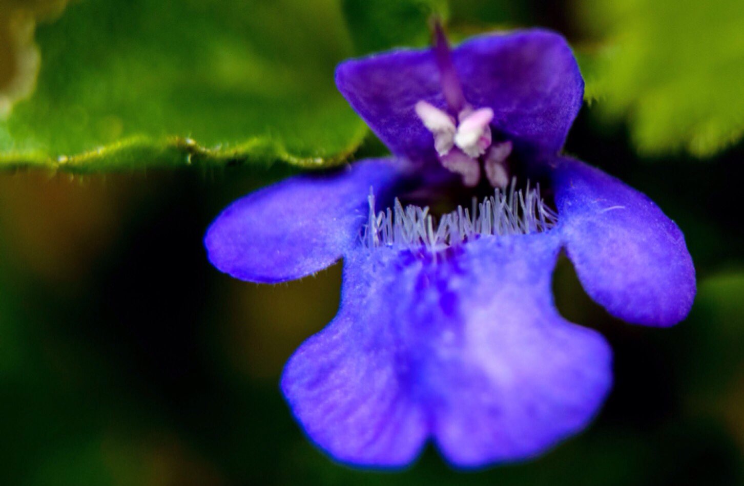 Ground ivy