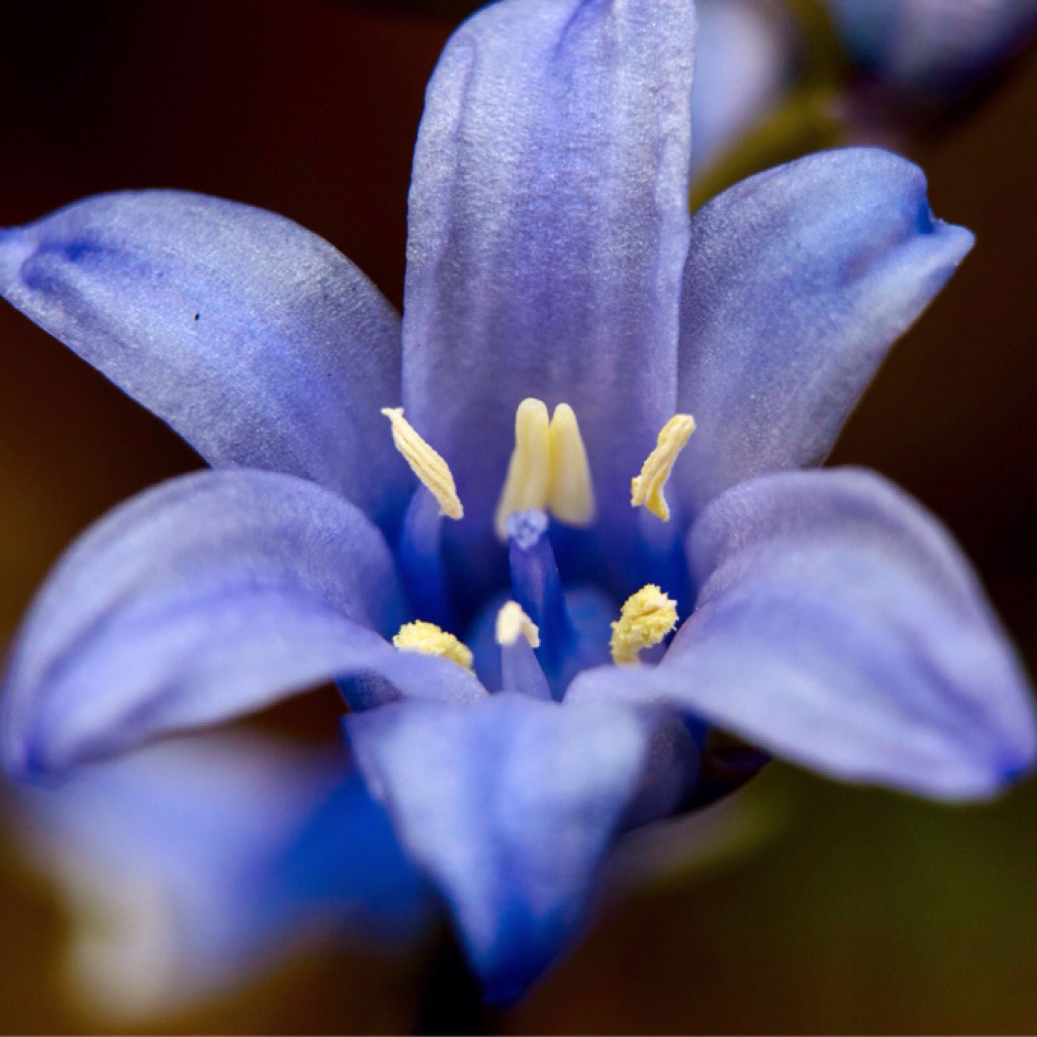 Bluebell (possibly Spanish)