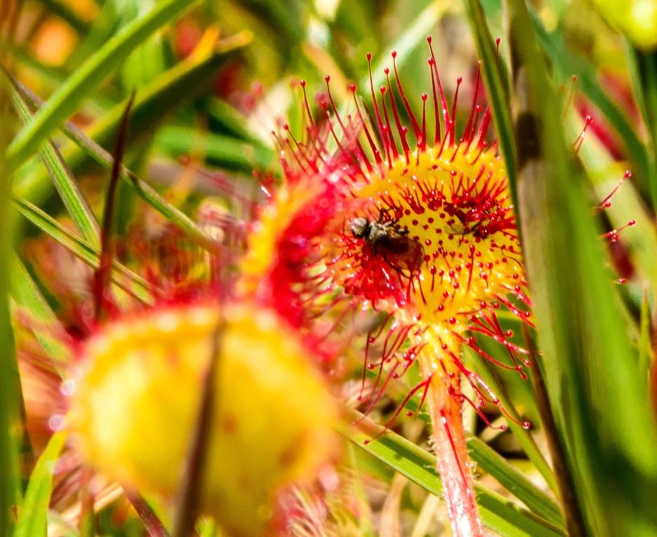 Sundew Snack