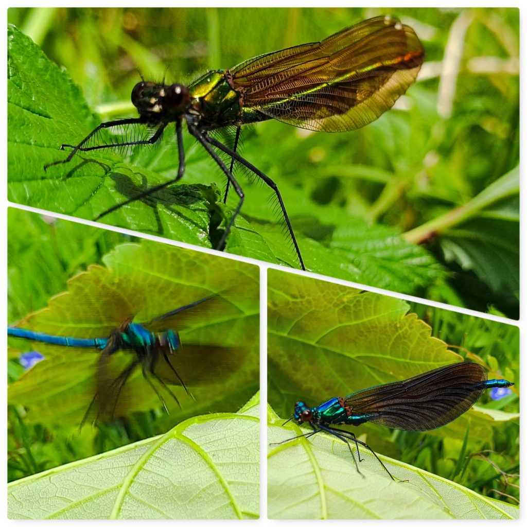 Damselflies-1024x1024.jpg